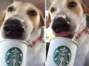 娱乐吃瓜酱狗狗领冰淇淋