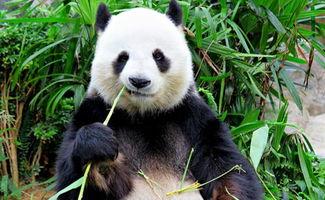 娱乐吃瓜大熊猫微博,揭秘大熊猫微博背后的趣味故事